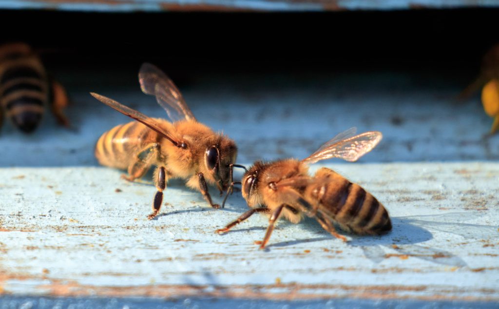 abejas-min