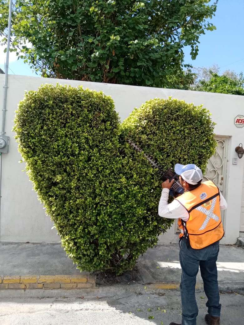 jardineria